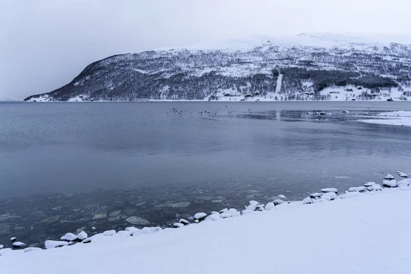 Natura Innevata Fiordi Tromso Norway — Foto Stock