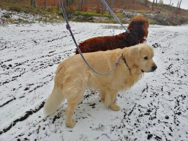 Собаки Золотистый Ретривер Ирландский Сеттер Зимой Прогулке Лесу — стоковое фото
