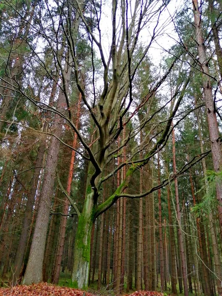 Sonbahar Sabahları Ormanda Planda Büyük Bir Ağaç Yaprak Yok — Stok fotoğraf