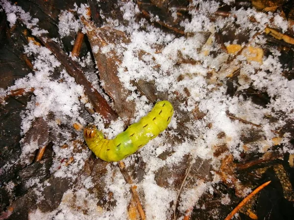 Oruga Amarilla Sobre Nieve Congelada Primer Plano Detalle —  Fotos de Stock