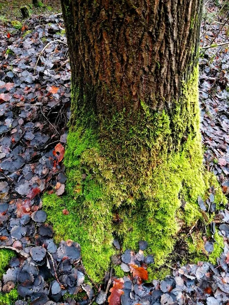 Silne Drzewo Lesie Pokryte Mchem Naturalną Ściółką Liśćmi Falleen — Zdjęcie stockowe