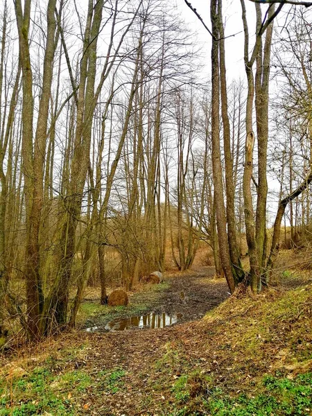 Route Boueuse Entre Les Arbres Dans Forêt — Photo