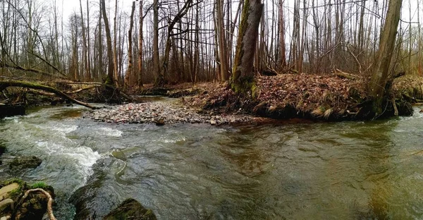 Ormanın Içinden Akan Bir Nehir Geniş Bir Açı — Stok fotoğraf