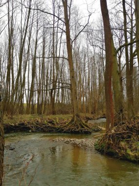 Ormandaki ağaçları yansıtan nehir suyu, orman nehrinin doğa görüntüsü. 
