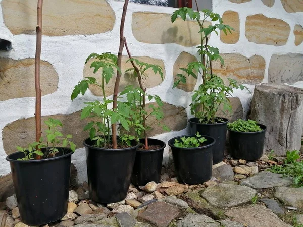 Зеленые Растения Растущие Стене Дома — стоковое фото