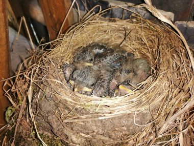 Yuvadaki bir grup küçük civciv.