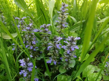 Bahçedeki güzel çiçekler