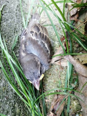 Kuş tüyü ile yuvada