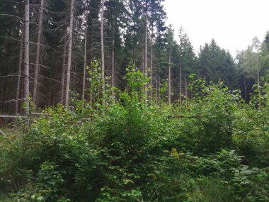 Ağaçları ve yeşil otları olan güzel bir orman.