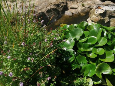 Bahçedeki yeşil bitkiler