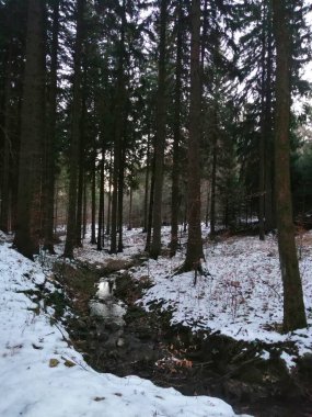 Dağlardaki güzel orman