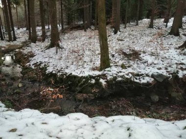 Karla kaplı orman, doğa ve seyahat