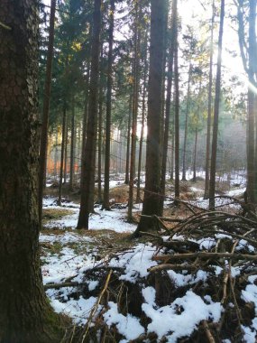 Karla kaplı ağaçlarla kaplı kış manzarası