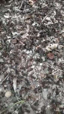 Ormandaki karınca sürüsü