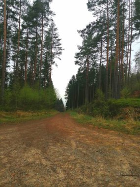 Ağaçları ile orman yolu 