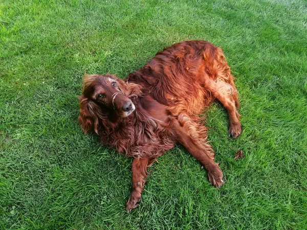 Kırmızı köpek yerde yatıyor.