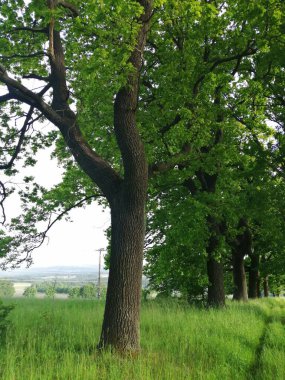 Ormandaki ağaç gövdesi