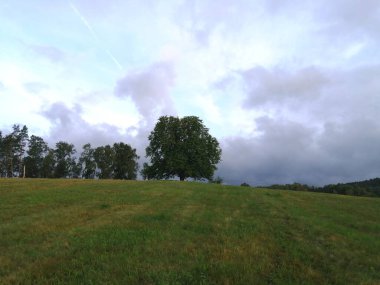 Ormanda yeşil ağaçlar
