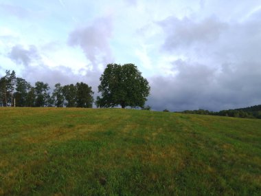 Ormanda bir ağacı olan güzel bir manzara.