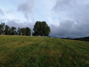 Ağaçları ve mavi gökyüzü olan yeşil tarla