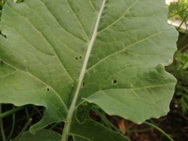Kohlrabi yaprakları yeşil tırtıl tarafından zarar görmüş... 