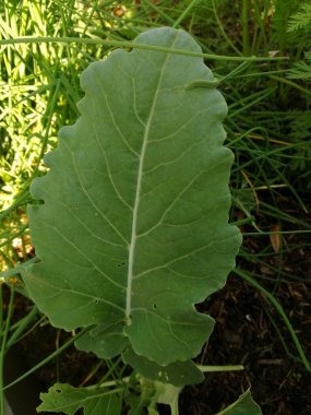 Sebze yaprağında yeşil tırtıl. 