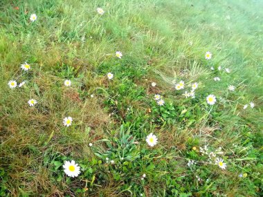 Parkta güzel çiçekler, çayır çiçekleri, Marguerite. 