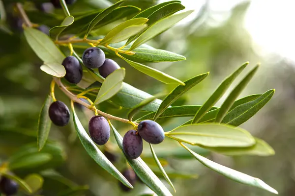 Black olives on a branch in the garden. Ripe black olives on the tree