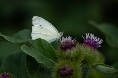 Mariposa blanca posada ayık flor de cardo.