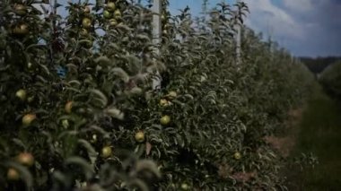 Ağaç dalında yeşil bir elma. Bahçede sonbahar meyve hasadı. Sulu elmalar. Yüksek kaliteli FullHD görüntüler