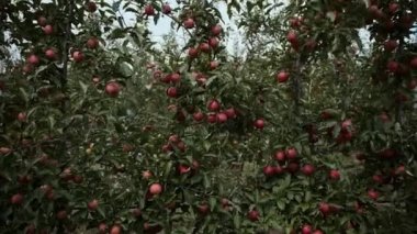 Büyük bir meyve çiftliğinin elma çiftliği. Yüksek kaliteli FullHD görüntüler