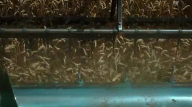 Tarımsal tarımsal tarlada hasat mahsulleri hasat eden birleşik hasatçının yavaş hareketi. Reel of Combine Harvester Buğday Kulağı Kesiyor. Yüksek kaliteli FullHD görüntüler