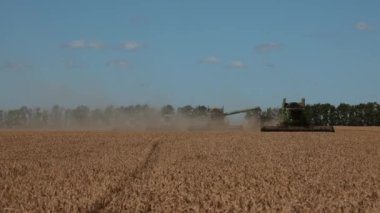 Buğday tarlasını hasat etmek için hasat makineleri. Yüksek kalite 4k görüntü