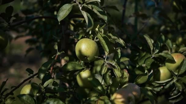 Ağaç Dalında Yeşil Bir Elma Bahçede Sonbahar Meyve Hasadı Sulu — Stok video