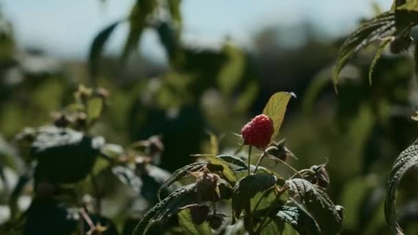 Plantation Framboises Dans Une Ferme Les Framboises Rouges Sont Prêtes Vidéo De Stock Libre De Droits