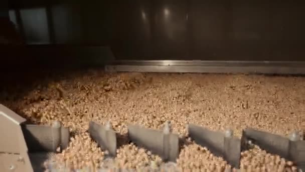 Großes Sortier Und Produktionszentrum Für Handelswaren Getreide Wird Gedroschen Und — Stockvideo