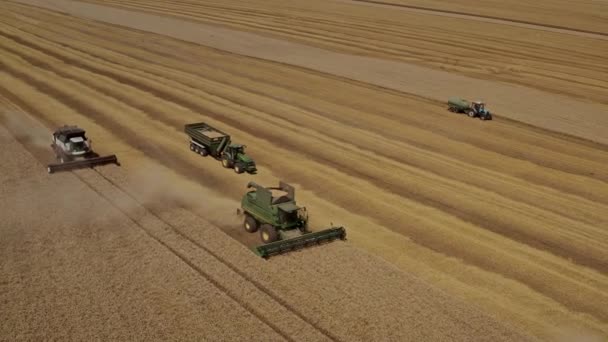 Збирає Урожай Пшениці Полі Високоякісні Кадри — стокове відео