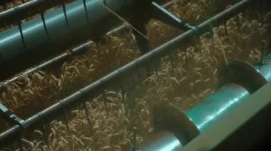 Tarımsal tarımsal tarlada hasat mahsulleri hasat eden birleşik hasatçının yavaş hareketi. Reel of Combine Harvester Buğday Kulağı Kesiyor. Yüksek kaliteli FullHD görüntüler