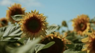 Mavi gökyüzü arka planında ayçiçekleri. Yazın ayçiçekli tarlalar. Tarım endüstrisi, ayçiçeği yağı üretimi. Yüksek kalite 4k görüntü