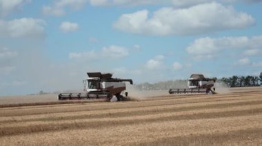 Hasat makinesi buğday mahsulünü topluyor. Buğday hasadı makası. Sahada birleşiyor. Sabit çekim. Yiyecek endüstrisi konsepti. Yüksek kalite 4k görüntü