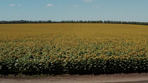 Drone Luchtfoto Van Zonnebloemenveld Landbouw Het Nemen Van Zonnebloem Bloeien — Stockvideo