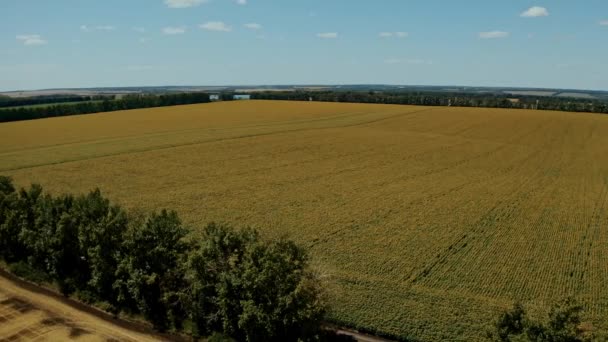 Drone Luchtfoto Van Zonnebloemenveld Landbouw Het Nemen Van Zonnebloem Bloeien — Stockvideo