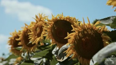 Mavi gökyüzü arka planında ayçiçekleri. Yazın ayçiçekli tarlalar. Tarım endüstrisi, ayçiçeği yağı üretimi. Yüksek kalite 4k görüntü