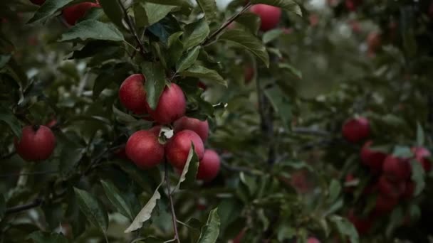 Meyve Bahçesinde Kırmızı Elmalı Elma Ağaçları Yüksek Kaliteli Fullhd Görüntüler — Stok video