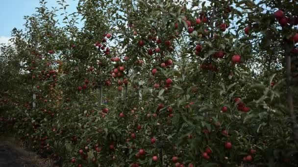 Яблучна Плантація Великої Фруктової Ферми Високоякісні Fullhd Кадри — стокове відео