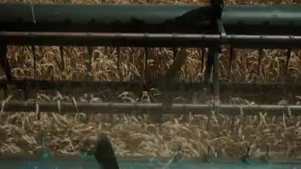 農業分野で栽培されている小麦の収穫リールを回転させる収穫機のスローモーション コンバイン ハーベスターのリールは小麦の耳をカットします 高品質のフルHd映像 — ストック動画