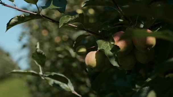 Egy Zöld Alma Egy Faágon Őszi Gyümölcsszüret Kertben Szaftos Almák Stock Felvétel