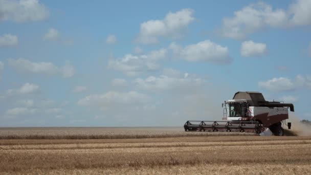 Hasat Makinesi Buğday Mahsulünü Topluyor Buğday Hasadı Makası Sahada Birleşiyor — Stok video
