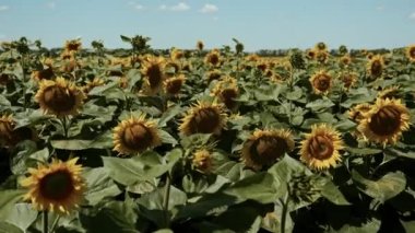 Mavi gökyüzü arka planında ayçiçekleri. Yazın ayçiçekli tarlalar. Tarım endüstrisi, ayçiçeği yağı üretimi. Yüksek kalite 4k görüntü