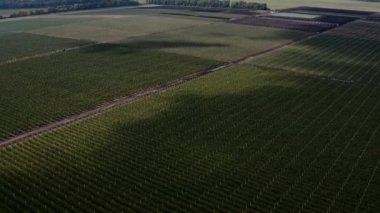 Elma meyve bahçesinin en üst manzarası. Kuş bakışı görüş. Sinematik drone çekimi. Tarım endüstrisi kavramı. Yeryüzünün güzelliği. Yüksek kalite 4K görüntü.